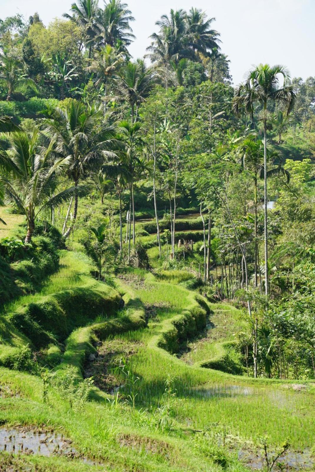 Tetebatu Indah Homestay Luaran gambar