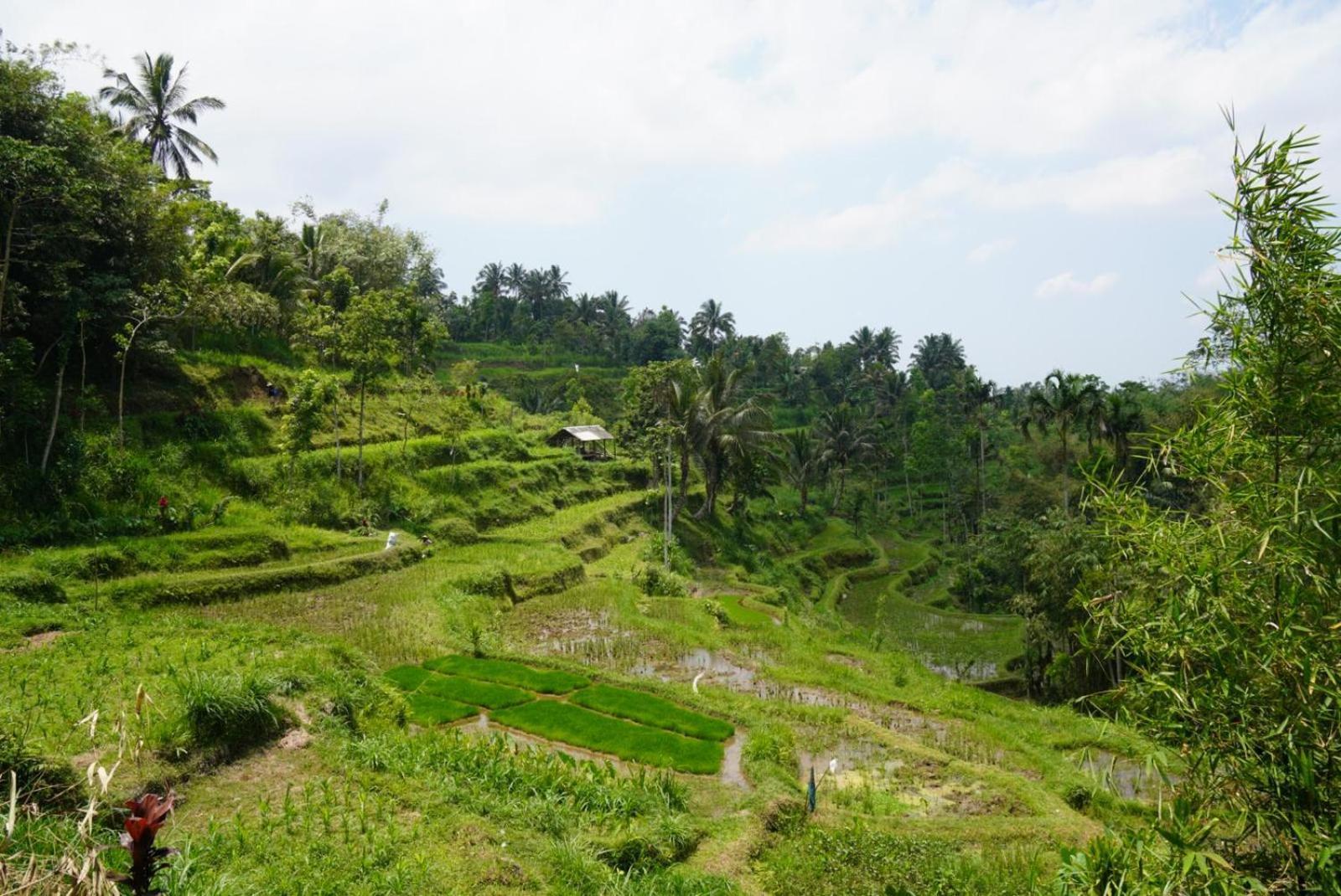 Tetebatu Indah Homestay Luaran gambar